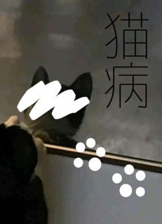 猫病小说